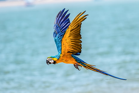 macaw, parrot, birds, hd, 4k, 5k, flying, HD wallpaper HD wallpaper
