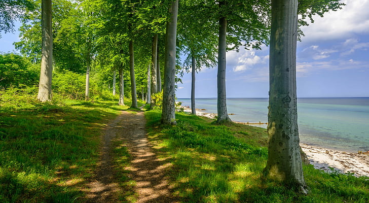 Alberi sulla spiaggia, alberi verdi, legno, alberi, sentiero, spiaggia, lago, Sfondo HD