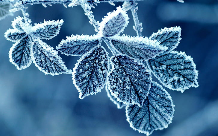 Fredda mattina d'inverno, foglie di gelo, foglie di menta congelate, freddo, inverno, mattina, gelo, foglie, Sfondo HD