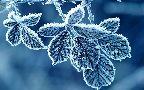 Fredda mattina d'inverno, foglie di gelo, foglie di menta congelate, freddo, inverno, mattina, gelo, foglie, Sfondo HD HD wallpaper