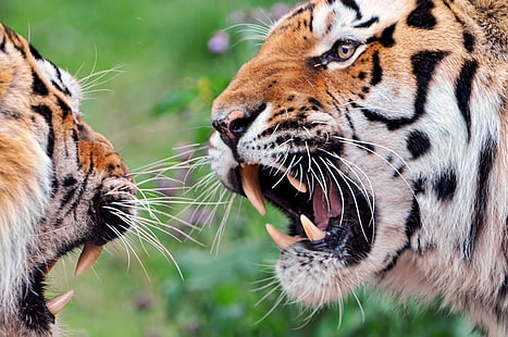 tierfotografie von zwei orangefarbenen tigern in der nähe nebeneinander, streit, tierfotografie, orange, tiger, wütend, tiger, sibirisch, männchen, nahaufnahme, gesicht, gewalttätig, zoo zürich, schweiz, nikon d300, erforschen, kätzchen, katzenartig, felid, tigrepanthera tigris gestreifte streifen tier tierwelt fleischfresser ungezähmte katze natur säugetier tiere in der wildnis große katze bengal tiger gefahr pelz groß, HD-Hintergrundbild HD wallpaper