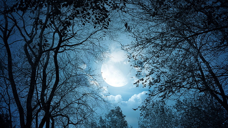 нощ, луна, дървета, нощно небе, небе, пълнолуние, HD тапет