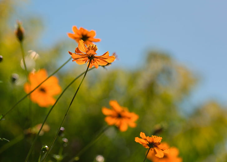 foto closeup bunga oranye petaled, Musim panas, closeup, foto, oranye, bunga bunga, bunga-bunga, bunga, Kebun Raya Denver, Colorado, hijau biru, alam, kuning, bunga, tanaman, padang rumput, di luar rumah, musim semi, Wallpaper HD