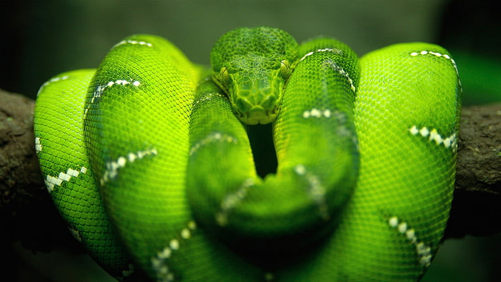 tree snake, green, reptile, serpent, snake, tree python, python, morelia viridis, green snake, HD wallpaper