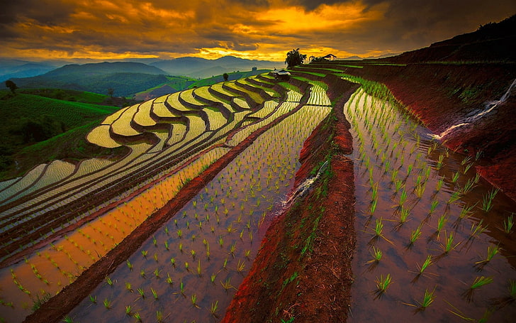 terrazas de arroz, Tailandia, campo de arroz, paisaje, Fondo de pantalla HD