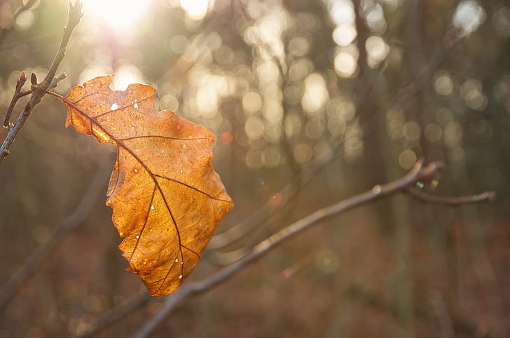 осень, солнце, макро, свет, лист, блики, жёлтый, размытость, HD обои