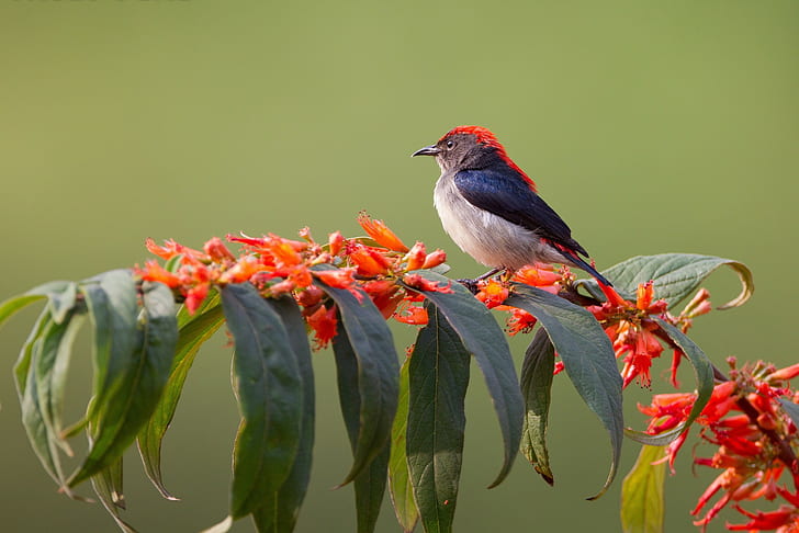 식물에 새, 작은 갈색과 붉은 새, 붉은 꽃잎 꽃, 식물, 가지, 꽃, 잎, 새, HD 배경 화면
