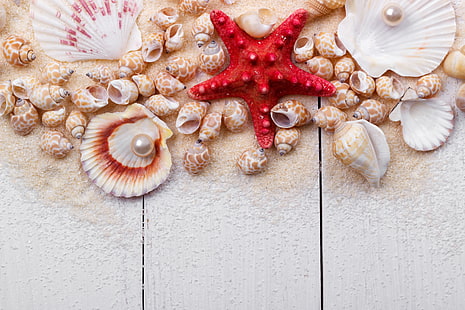 sand, shell, wood, marine, still life, pearl, starfish, seashells, perl, HD wallpaper HD wallpaper