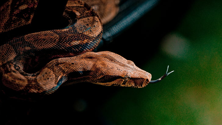 macro shot of brown and black snake, Snake, close-up, grey, brown, skin, animal, reptiles, green, nature, HD wallpaper
