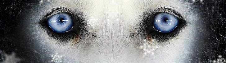 파란 동물의 눈, 다중 디스플레이, 동물, 눈, HD 배경 화면