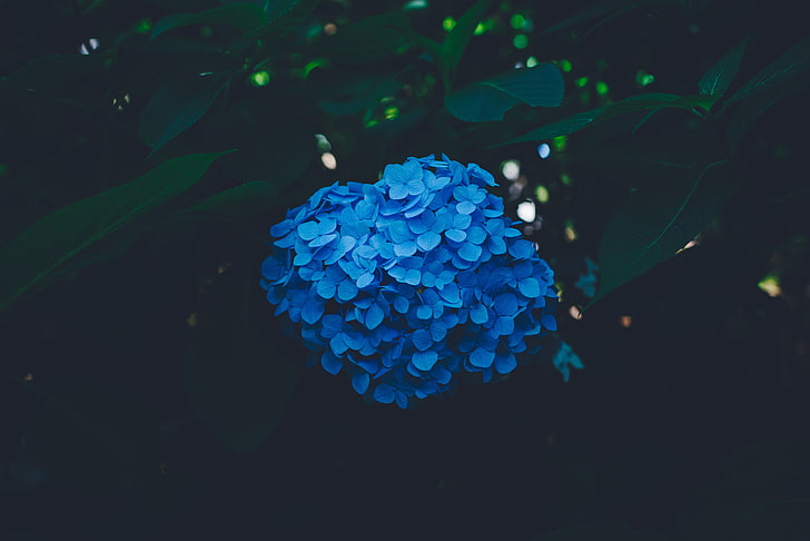 Fiore blu dell'ortensia, ortensia, blu, cespuglio, infiorescenza, Sfondo HD