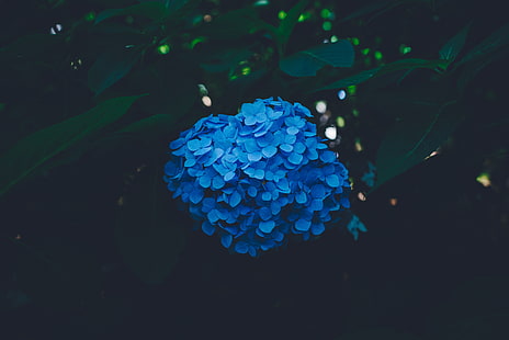 青いアジサイの花、アジサイ、青、ブッシュ、花序、 HDデスクトップの壁紙 HD wallpaper