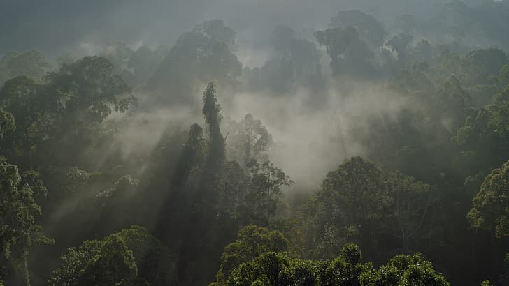 bosque, Amazonas, BBC, América del Sur, naturaleza, Fondo de pantalla HD