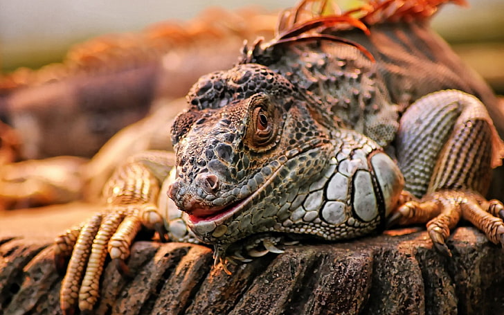 reptiles, iguana, lizards, HD wallpaper
