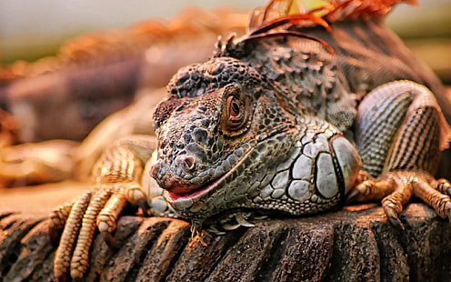 reptiles, iguana, lizards, HD wallpaper HD wallpaper