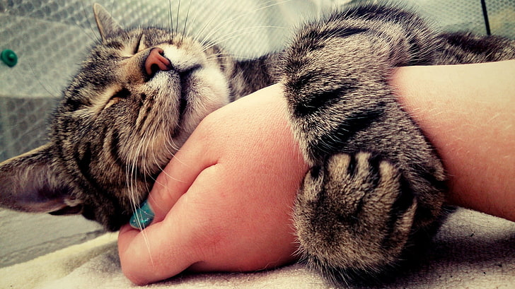 коричневый полосатый кот, кот, животные, руки, накрашенные ногти, HD обои