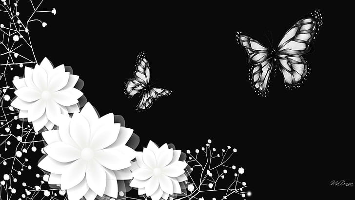 Black And White Beauties, flowers, babies-breath, rich, luxurious, floral, butterflies, black-and-white, HD wallpaper