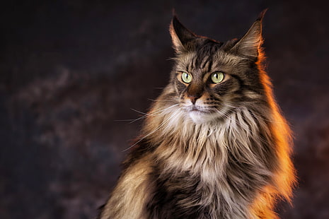 แมวสีเทาเคลือบยาวดูแสงพื้นหลังแมวเมนคูน, วอลล์เปเปอร์ HD HD wallpaper