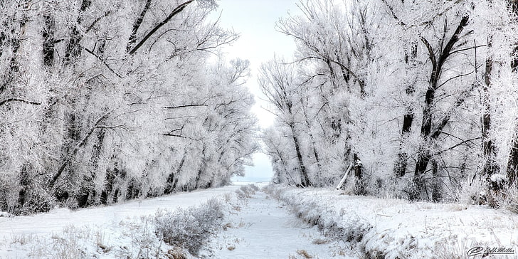 photographie, nature, hiver, neige, Fond d'écran HD