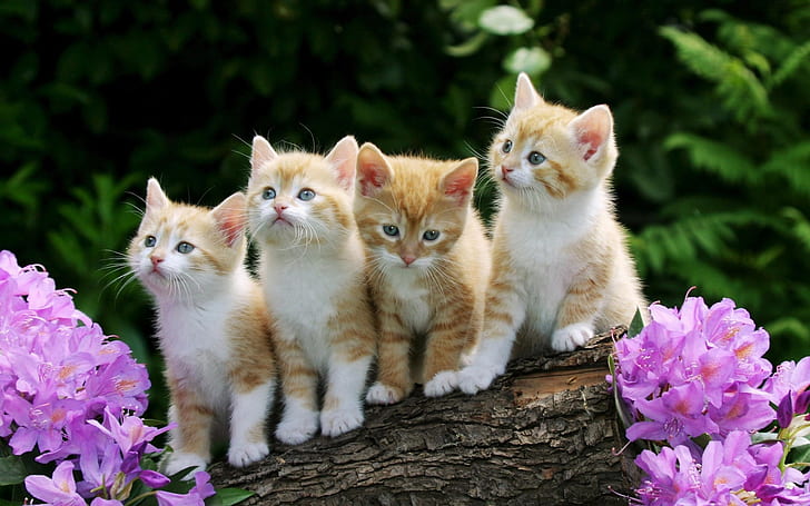 Niedliche Kätzchen, pelzig, Blumen, Niedlich, Kätzchen, pelzig, Blumen, HD-Hintergrundbild