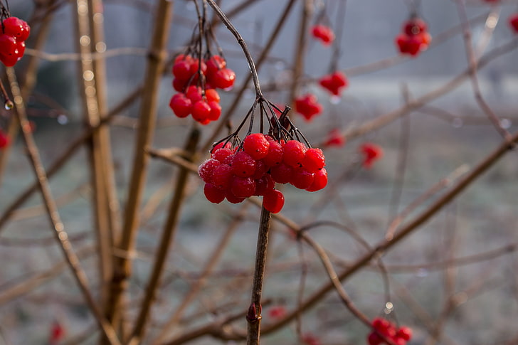 red cherries, rowan, berry, branch, HD wallpaper