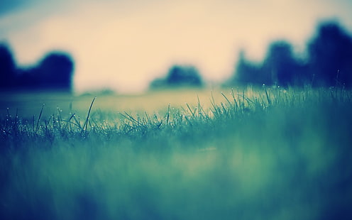 зеленая лиственная трава в макросъемке, фотография с селективным фокусом зеленая трава, трава, природа, пейзаж, капли воды, приглушенный, растения, макро, HD обои HD wallpaper