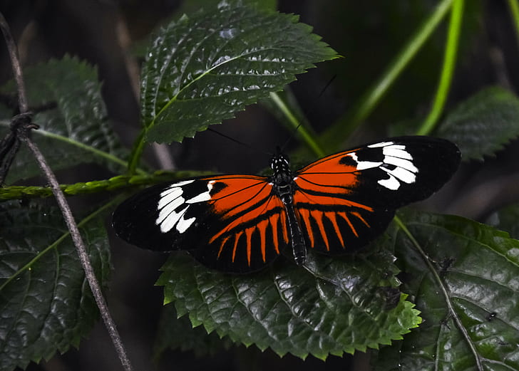 orange and black butterfly on green leaf plant, madeira, butterfly, madeira, Madeira, orange, black butterfly, green leaf, butterflies, animal, animals, insect, wings, beautiful, Heliconius  melpomene, nature, natural, outdoor, wildlife, red  green, green  plant, plants, postman, butterfly - Insect, animal Wing, beauty In Nature, HD wallpaper