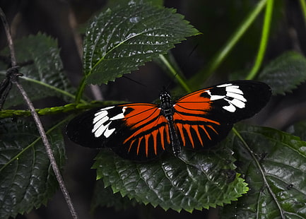 orange and black butterfly on green leaf plant, madeira, butterfly, madeira, Madeira, orange, black butterfly, green leaf, butterflies, animal, animals, insect, wings, beautiful, Heliconius  melpomene, nature, natural, outdoor, wildlife, red  green, green  plant, plants, postman, butterfly - Insect, animal Wing, beauty In Nature, HD wallpaper HD wallpaper