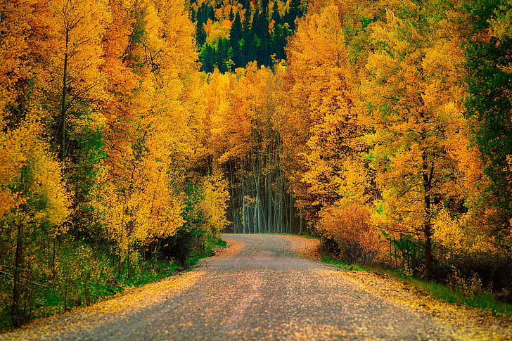 Autumn Trees Forest Road Nature Cool, roads, autumn, cool, forest, nature, road, trees, HD wallpaper