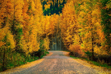 Autumn Trees Forest Road Nature Cool, roads, autumn, cool, forest, nature, road, trees, HD wallpaper HD wallpaper