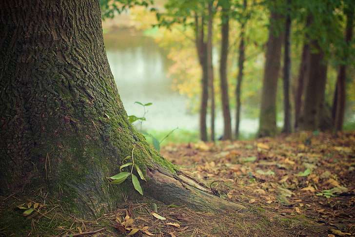 jesień, sucha, podłoga, liście, las, poszycie lasu, liście, mech, natura, korzenie, pień drzewa, drzewa, pień, Tapety HD