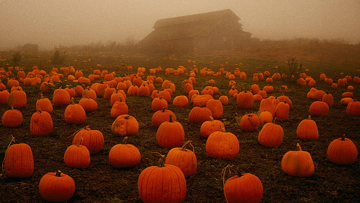 pumpkin, field, fall, plants, spooky, HD wallpaper