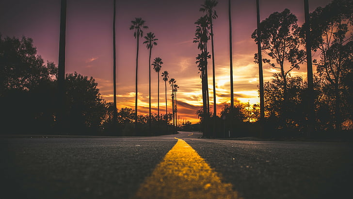road, palms, sky, purple sky, sunset, evening, purple sunset, palm tree lane, tree lane, tree, tree alley, dusk, cloud, HD wallpaper