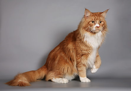 orange maine coon, cat, fluffy, thick, maine coon, HD wallpaper HD wallpaper