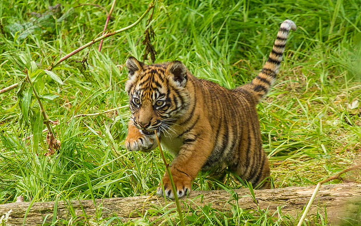 Tiger Cub HD, สัตว์, เสือ, ลูก, วอลล์เปเปอร์ HD
