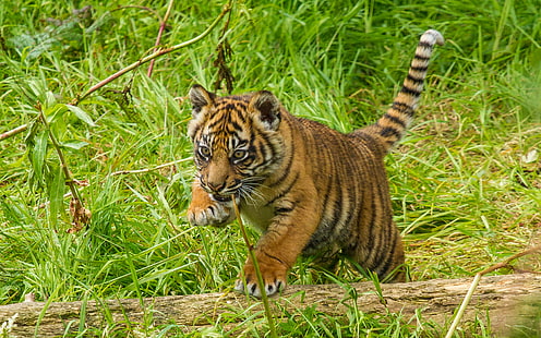 Tiger Cub HD, Tiere, Tiger, Jungtier, HD-Hintergrundbild HD wallpaper