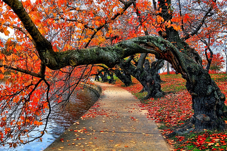 apelsinbladiga träd, träd nära vattendrag, natur, träd, falla, löv, röd, stig, park, vatten, bänk, HD tapet