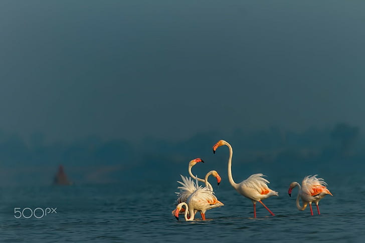 fotografia, zwierzęta, ptaki, flamingi, Tapety HD