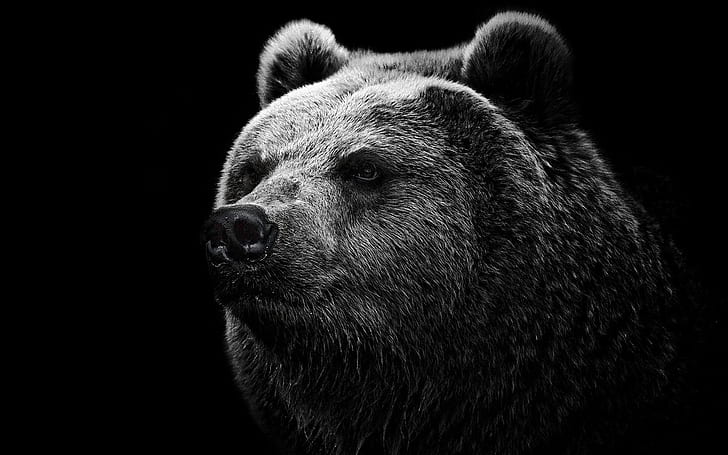 검은 배경 검은 곰, 블랙, 배경, 곰, HD 배경 화면