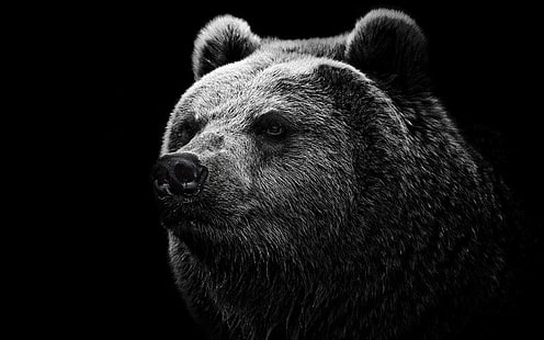 Черен фон черна мечка, черна, фон, мечка, HD тапет HD wallpaper