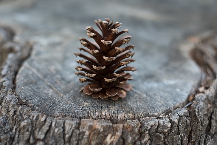 brown pinecone, cones, stump, tree, HD wallpaper