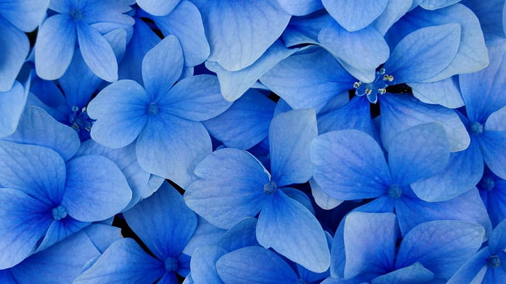 nature, bleu, fond bleu, fleurs, pétales, pétales de fleurs, fleurs bleues, Fond d'écran HD