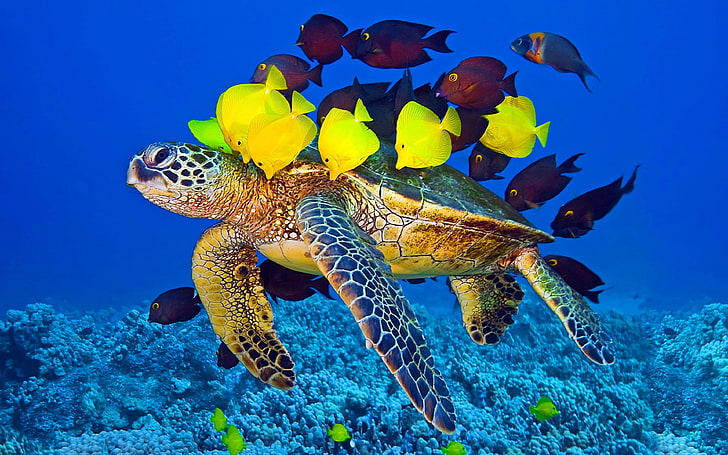 Sea Turtle And Fish Wallpaper Hd For Laptop Mobile Phone, HD wallpaper