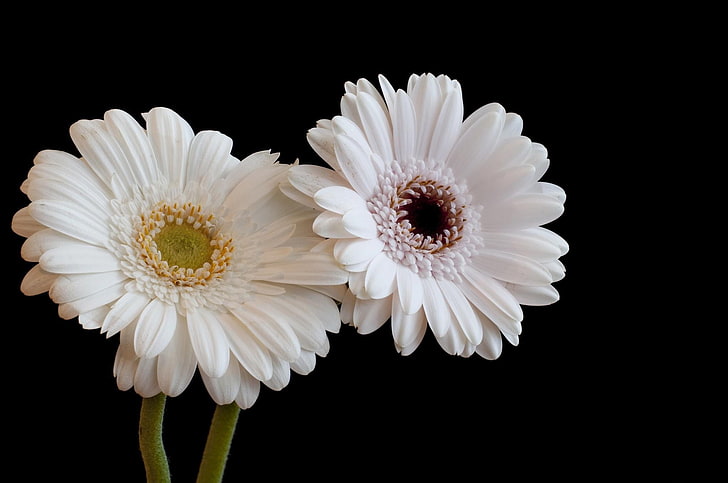 bunga putih, gerbera, putih, pasangan, latar belakang hitam, kontras, Wallpaper HD