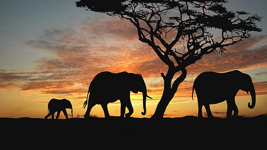 Слоны на закате, силуэт слона, природа, слоны, красиво, закат, животные, HD обои HD wallpaper