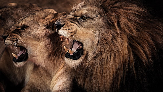 leone, leoni, gatto selvatico, fauna selvatica, gatto grande, animali, Sfondo HD HD wallpaper