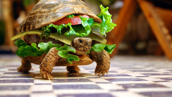 Zabawny burger z żółwiem, żółw hambuger, zabawa, żółw, zwierzę, burger, Tapety HD
