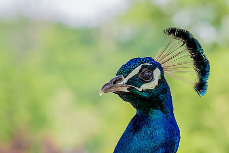 foto de enfoque de pavo real, bonito, bonito, pavo real, pájaro, naturaleza, animal, pluma, vida silvestre, azul, multicolor, pico, macho animal, color verde, Fondo de pantalla HD HD wallpaper