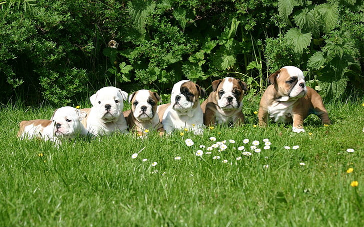 *** English Bulldog Puppes ***, puppes, dogs, bulldog, animals, HD wallpaper