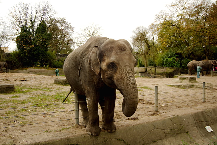 Hamburgo, jardim zoológico, elefante, HD papel de parede